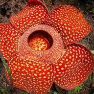 FlowerRanker
