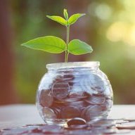 money plant