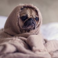 TrufflePug