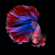 BetaFish