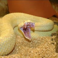Crotalus Atrox