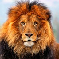 lioneds