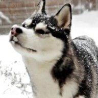 Dillon
