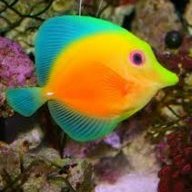 NinKracker