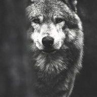 W3ULF