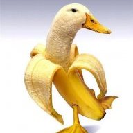 pibaduck