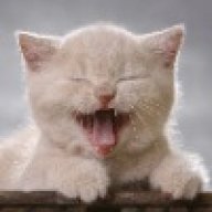 Catman