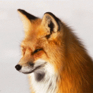 HumbleFox