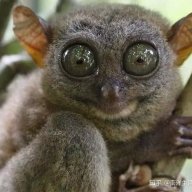 floatingdust