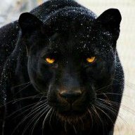 Panther1