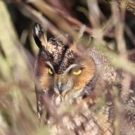 Otus Leo