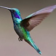 OutrageousBird