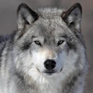 Vintage Wolf