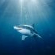 sharkwhite00