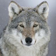 WHITE-W0LF
