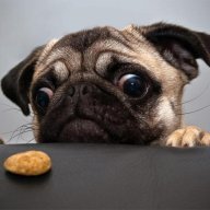 pugdog