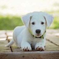 dogy