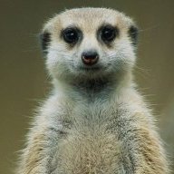 Meerkatt