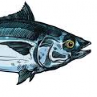 Tin_Tuna