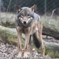 ItalianWolf