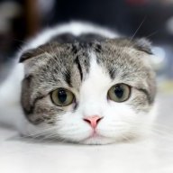 Curiousitic_Me