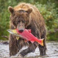 gummybearness
