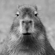 BlackCapybara