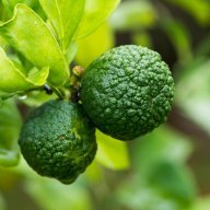 citrusburst