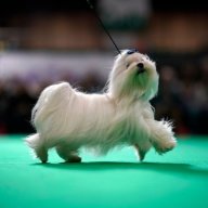michel hocks