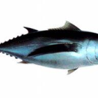 S4tuna