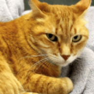 whiteyellowcat