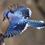 FreneticJay