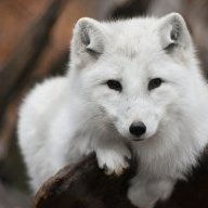 SnowF0xx