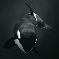 _BlackFish