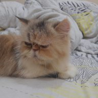 Messa Oktafian