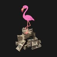 flamingo702
