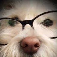 Junkyardog82