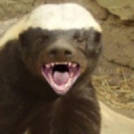 honeybadgersays