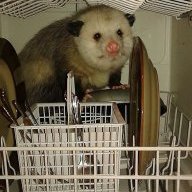 dishwasherpossum