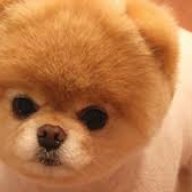 MyDogLove