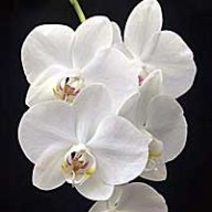 Phalaenopsis