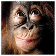 Enlightened Orangutan