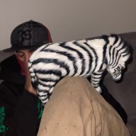 skohh
