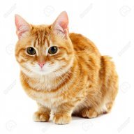 Cat red