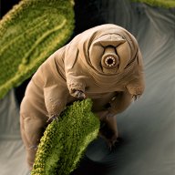tardigrade84