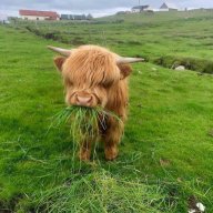 happycow011