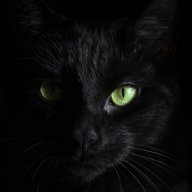 blaackcat