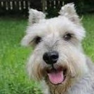 sharpterrier