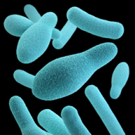 Botulinum