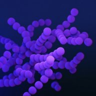 purple_ceo